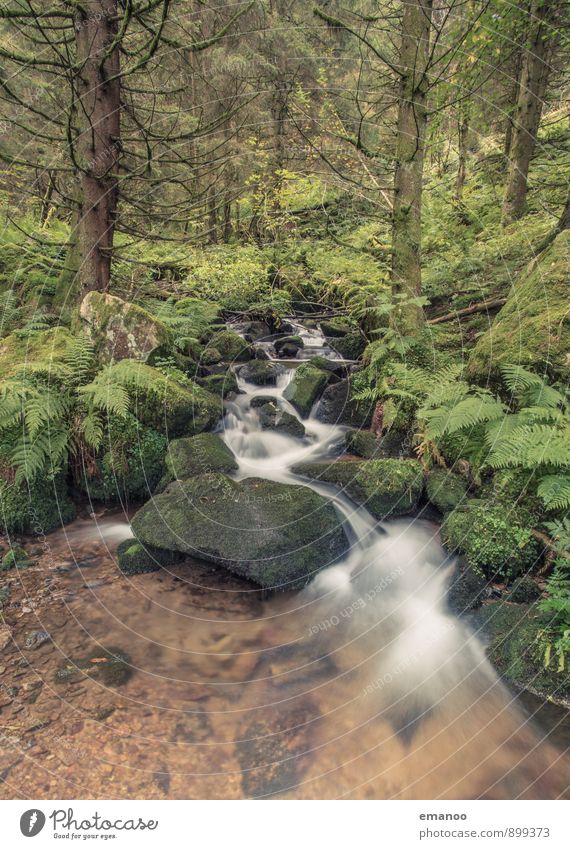 black forest brook Ferien & Urlaub & Reisen Berge u. Gebirge wandern Umwelt Natur Landschaft Pflanze Wasser Regen Baum Sträucher Moos Wald Urwald Felsen Bach