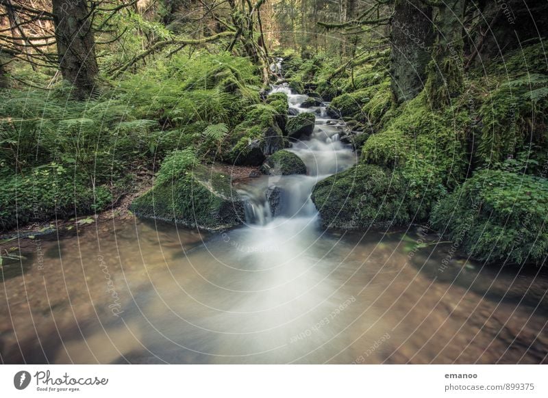 Schwarzwaldwasser Erholung ruhig Ferien & Urlaub & Reisen Tourismus Berge u. Gebirge wandern Natur Landschaft Pflanze Wasser Regen Baum Moos Farn Grünpflanze