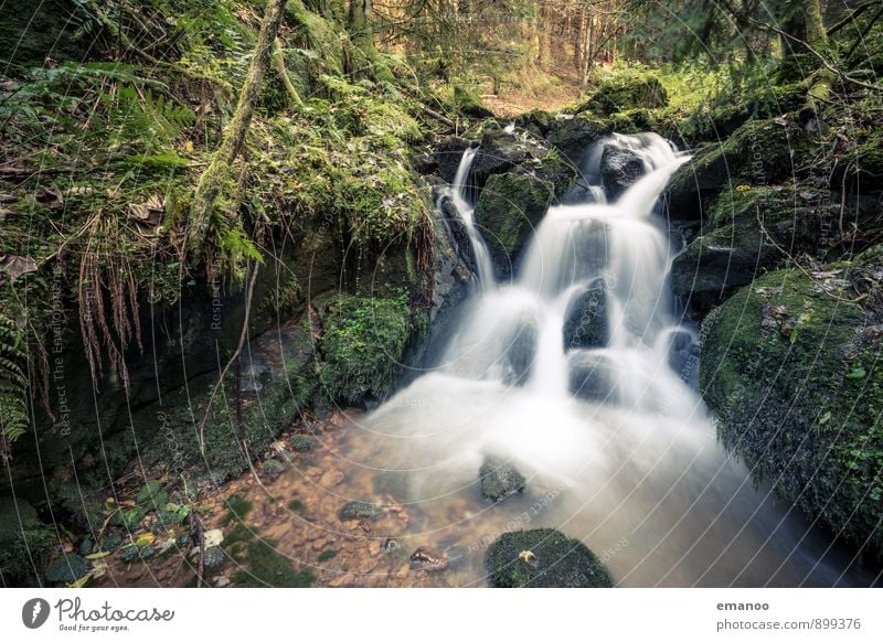 Schwarzwaldwasser Ferien & Urlaub & Reisen Berge u. Gebirge wandern Umwelt Natur Landschaft Pflanze Wasser Herbst Regen Blume Sträucher Moos Wald Urwald Felsen