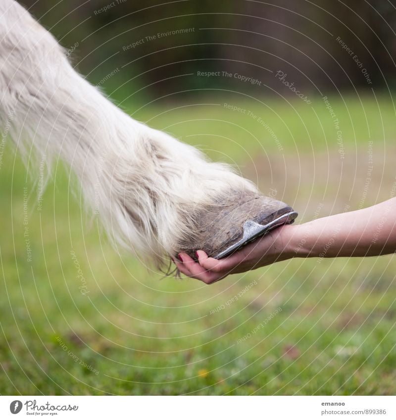 Huf in der Hand Mensch feminin Frau Erwachsene Natur Gras Wiese Feld Tier Haustier Nutztier Pferd 1 festhalten Liebe grün weiß Gefühle Freude Sympathie