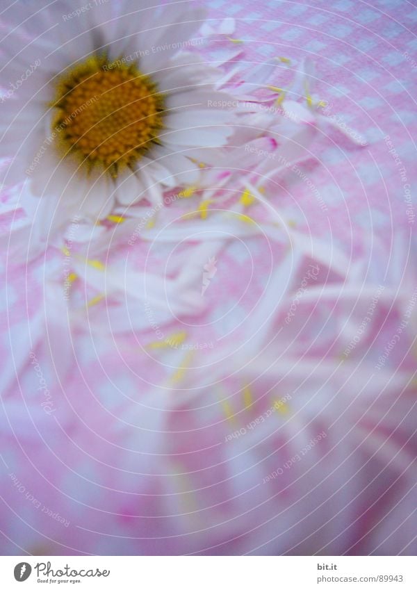 MÄDCHENBLÜMCHEN V Blume z Freundlichkeit 2 Heiratsantrag Philosoph Wiese Romantik rosa Gänseblümchen Frühling Alm Waldlichtung Hippie Bergwiese Schundroman