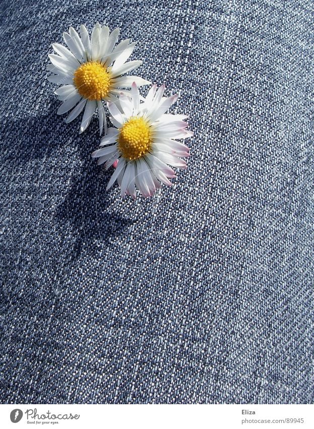 Schattenspielchen Gänseblümchen Blume Blütenblatt Pollen gelb beleidigt Trauer Frühling Sommer Sonne Jeansstoff Spielen Neugier Sonnenbad Blühend schmollen