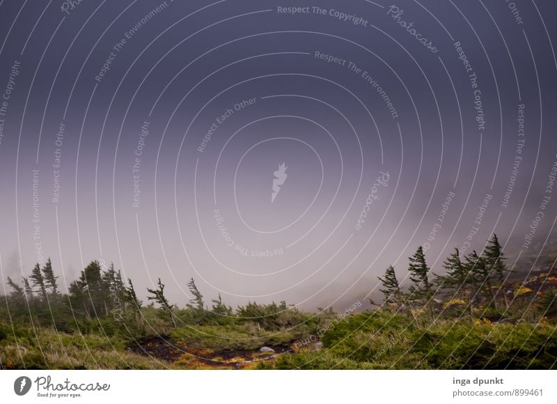 Wetterfest Umwelt Natur Landschaft Pflanze Herbst Klima schlechtes Wetter Nebel Baum Gras Sträucher Berge u. Gebirge Hochgebirge Fujijama Abenteuer