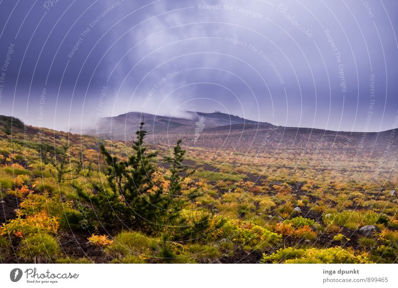 Der Herbst zieht ein Umwelt Natur Landschaft Pflanze Wetter schlechtes Wetter Unwetter Wind Baum Sträucher Grünpflanze Wildpflanze Berge u. Gebirge Schlucht