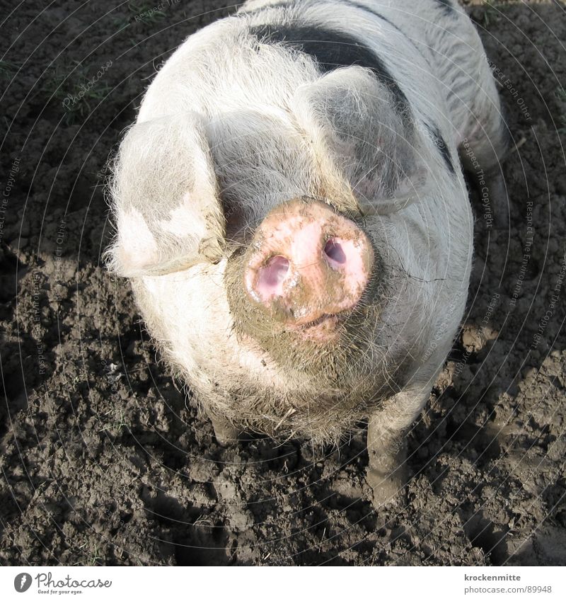 Dem Glück ins Auge schauen Blick Ohr Tier dreckig Schwein Sau Ferkel Glücksbringer Schnauze Saustall Bauernhof Schweinefleisch Säugetier sauwohl Sehstörung