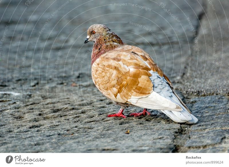 Taube braun am Boden Tier Wildtier Vogel Flügel 1 außergewöhnlich Stadt Farbfoto Außenaufnahme Menschenleer Textfreiraum links Textfreiraum unten Tag Licht