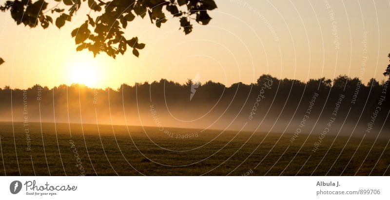 montagmorgen harmonisch ruhig Landschaft Urelemente Sonne Sonnenaufgang Sonnenuntergang Sonnenlicht Schönes Wetter Nebel Feld Wald leuchten gelb gold schwarz