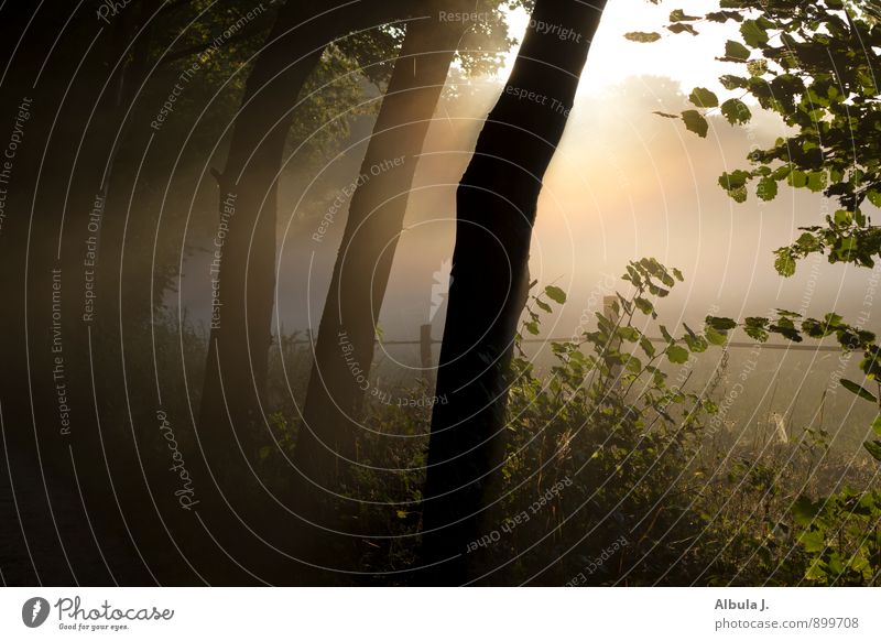 Morgenlicht im Hainesch harmonisch Erholung ruhig Meditation Natur Landschaft Sonne Sonnenaufgang Sonnenuntergang Sonnenlicht Nebel Baum Sträucher Feld Wald