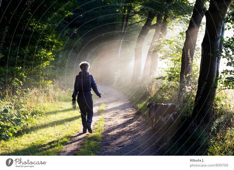 Hunderunde am Morgen harmonisch ruhig feminin Frau Erwachsene 1 Mensch Sonnenaufgang Sonnenuntergang Sonnenlicht Wald Wege & Pfade gehen leuchten träumen frei