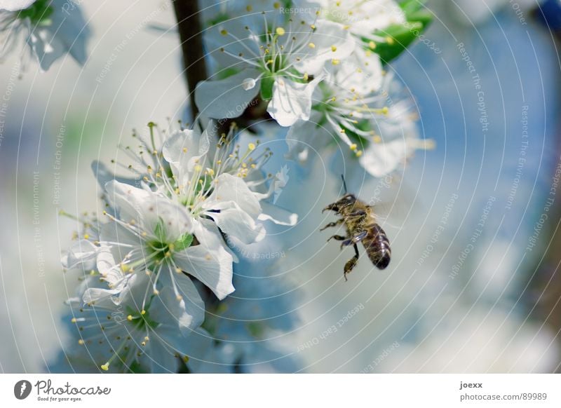 Landeanflug Fertilisation Biene Blüte Blütenblatt Blütenstempel Flügel Fluginsekt Frühling grün himmelblau Honig Honigbiene Insekt Kirschblüten Laubbaum