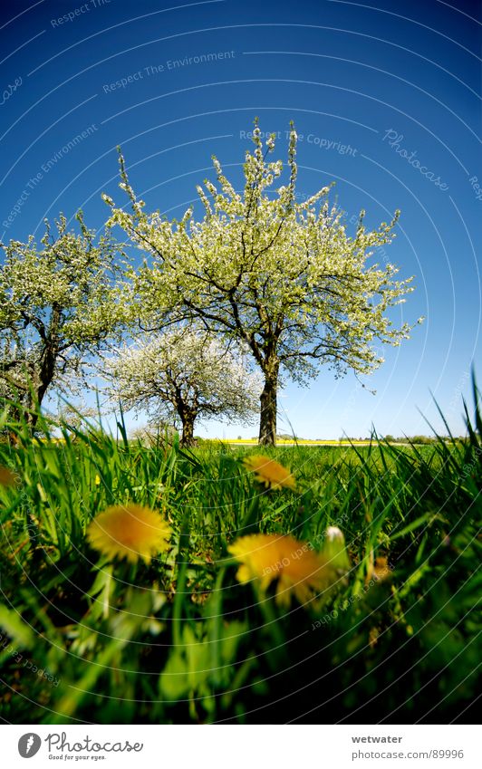 It´s spring in the fairytale world Frühling springen Baum Blüte frisch grün Blume Löwenzahn Gras Himmel Deutschland Blühend fresh dandelion flower tree sky blue