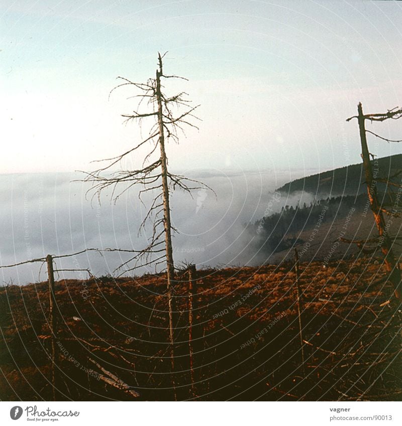 Gebirge Sonnenaufgang Nebel Baum trocken Wald Herbst Berge u. Gebirge Morgen Rauchschaden