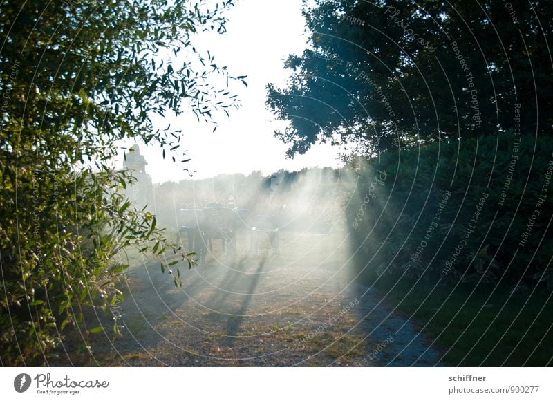 Dicke Luft... Sonnenlicht Schönes Wetter Pflanze Baum Gras Sträucher bedrohlich Rauch rauchend Nebel Nebelschleier Nebelwand Nebelfeld Abgas Grillen