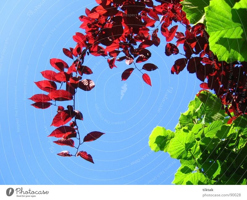 Frühling Blatt sprießen Wachstum gedeihen entfalten grün rot himmelblau Baum Sträucher frisch Leichtigkeit Neuanfang Zweig Pflanze Blauer Himmel Garten Natur