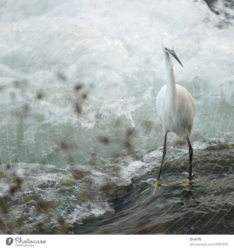 Balanceakt (slippery when wet) Umwelt Wasser Sommer Pflanze Wellen Küste Flussufer Po Wasserfall Stromschnellen Gischt Schaum Turin Italien Stadtzentrum Tier