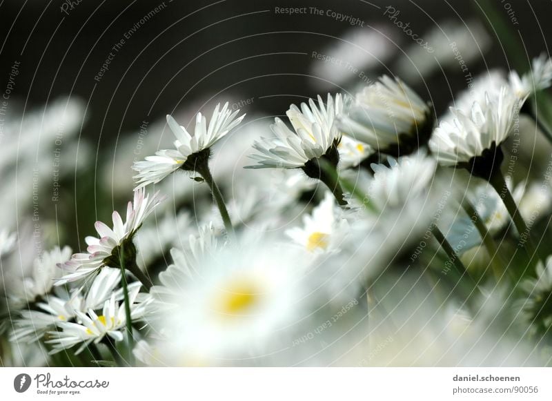 mein Gänseblümchenbeitrag Wiese Blüte Blume Gras Hintergrundbild weiß grün gelb Frühling Blumenwiese Rasen