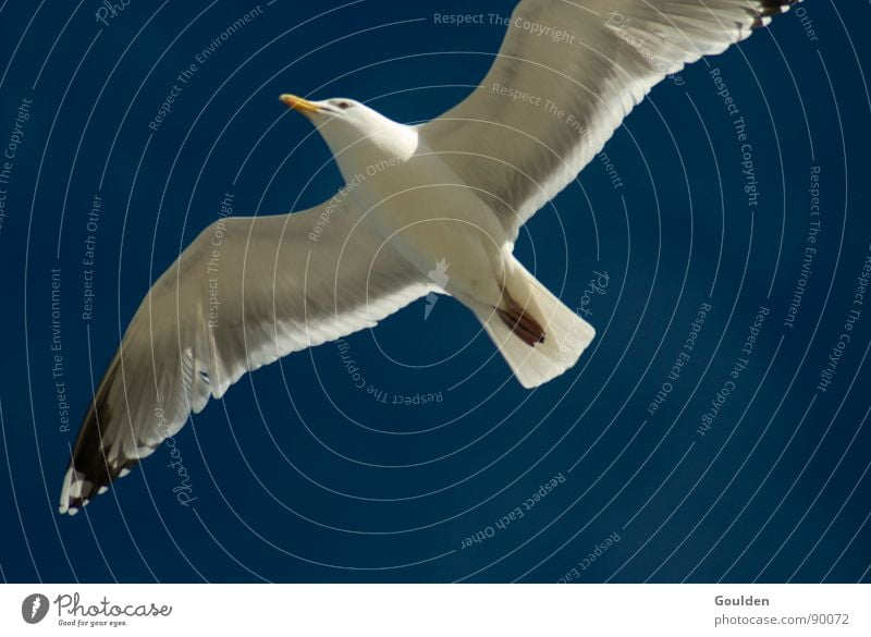 Geier ohne Turnschuhe Möwe Silbermöwe Vogel Luft Sommer See Ferien & Urlaub & Reisen weiß Erholung Freizeit & Hobby Meer Strand Küste aufsteigen Wärme schön