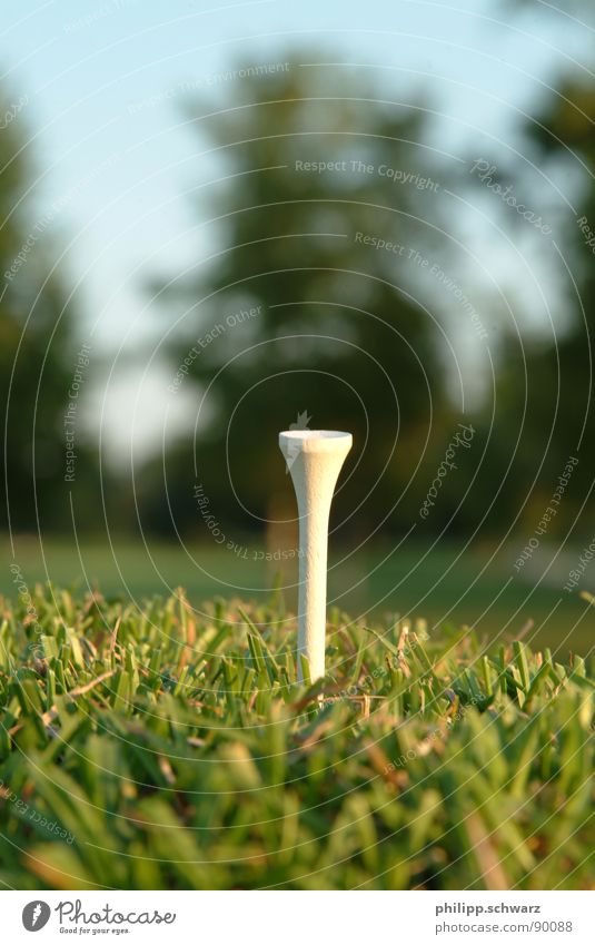 The Golftee Golfplatz Wiese Gras grün Ballsport Spielen Tee golftee holztee