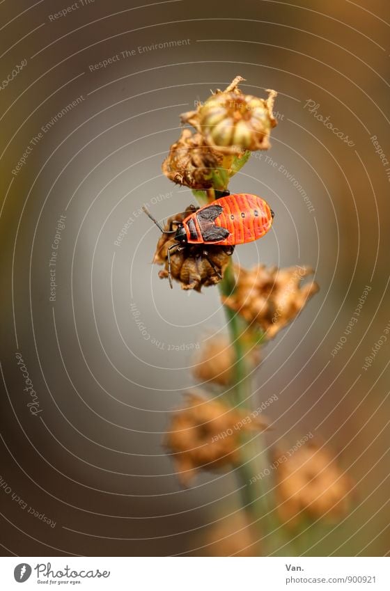 Krabbelkäfer Natur Pflanze Tier Herbst Blüte Garten Käfer 1 krabbeln sitzen klein trocken braun orange verdorrt Stengel Farbfoto mehrfarbig Außenaufnahme