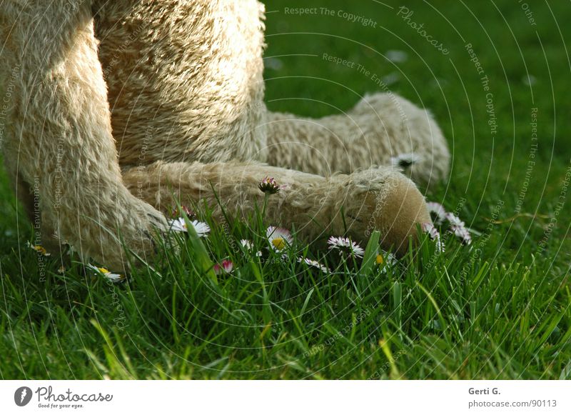 ich möchte ein Eisbär sein Teddybär Fell Stofftiere Tier Spielzeug Kuscheln kuschlig Aufenthalt Erholung Gänseblümchen Wiese Gras Blume Halm Spielen