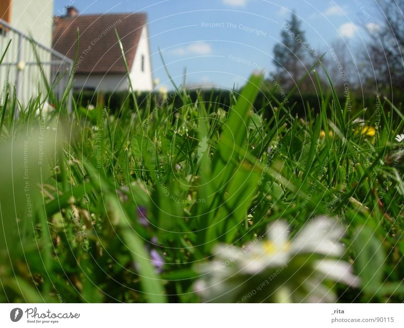 froschperspektive grün Gras Haus unten Froschperspektive Frühling Sommer schön Gänseblümchen Zaun Tanne Wolken blau schönwetter Himmel