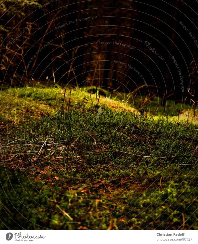 Im Wald dunkel Lebenslauf Baum Wildnis Fichte Waldlichtung Waldboden Geäst Blattadern Natur hell Sonneneinstrahlung Moos