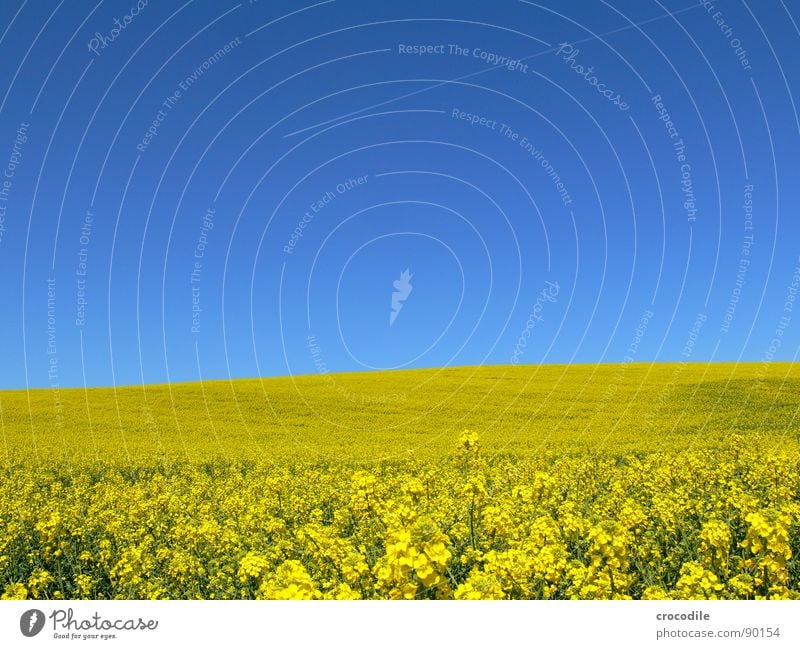 raps #8 Abdeckung Abgas Ferien & Urlaub & Reisen Raps Feld Frühling Diesel Kohlendioxid Klimawandel gelb Streifen Stengel Sauerstoff Landwirtschaft Blattgrün