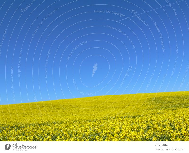raps #10 Horizont Ferien & Urlaub & Reisen Raps Feld Frühling Diesel Kohlendioxid Klimawandel gelb Streifen Stengel Sauerstoff Landwirtschaft Blattgrün