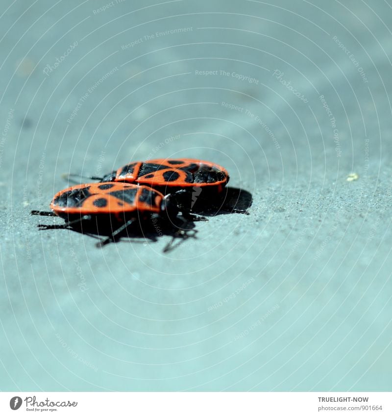 Feuerwanzenliebe 69 Schönes Wetter Wärme Garten Menschenleer Mauer Wand Fenster Fenstersims Tier Pyrrhocoris apterus (Feuerwanze) Tierpaar Brunft berühren