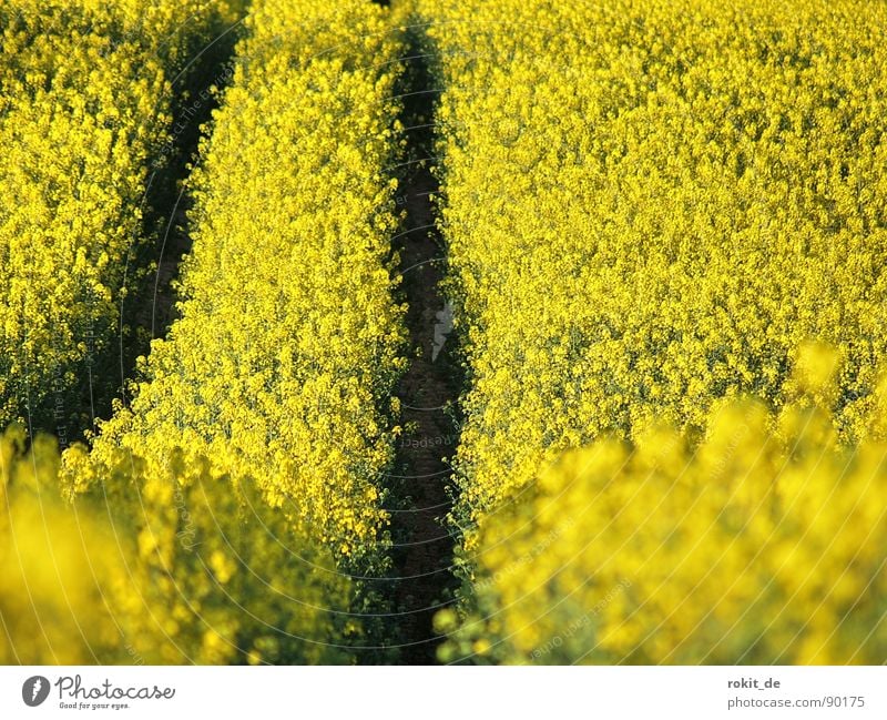 Mit Vollgas durchs Rapsfeld gelb Spuren parallel Feld Biodiesel Mitte nutzfplanze Geruch aufwärts abwärts berg- und Talbahn strich in der Landschaft gelbe wüste