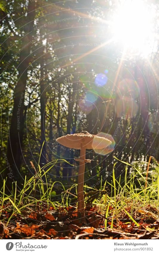 Sonnenanbeter Lebensmittel Speisepilz Pilz Umwelt Natur Herbst Baum Gras Wald stehen warten blau braun grün Parasolpilz Riesenschirm Farbfoto Außenaufnahme