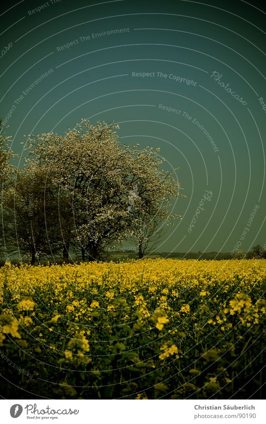 Vignettierter Frühling Baum Raps Feld gelb grün Rapsöl Biokraftstoff Landwirtschaft balu Himmel Vignette Ökobrennstoff Feld bestellen