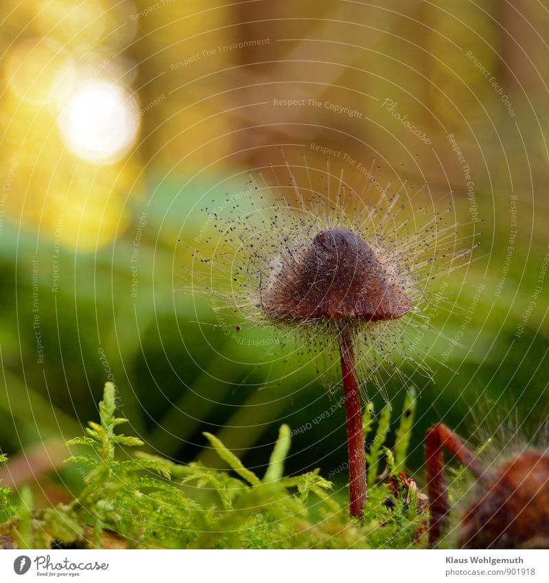 Helmling von Helmlings- Schimmel, Spinellus fusiger, befallen. Wie ein Stacheligel recken sich die Sporenträger  in die höhe. Umwelt Natur Herbst Moos exotisch