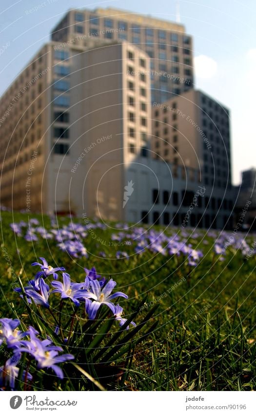 Natur vs. Mensch Potsdamer Platz Gebäude Blume Blumenwiese Wiese Grünfläche violett grün Haus Stadt Café schick fein Macht kalt Architektur beisheimcenter