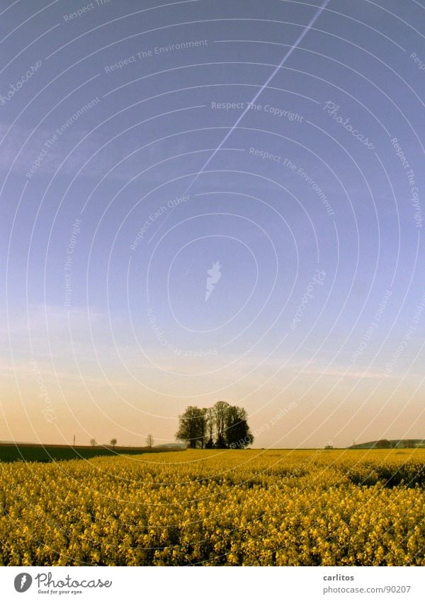 Brassica napus bis zum Horizont Raps Rapsfeld Baum gelb grün Frühling Rapsöl Biokraftstoff Landwirtschaft blau Himmel Ökobrennstoff