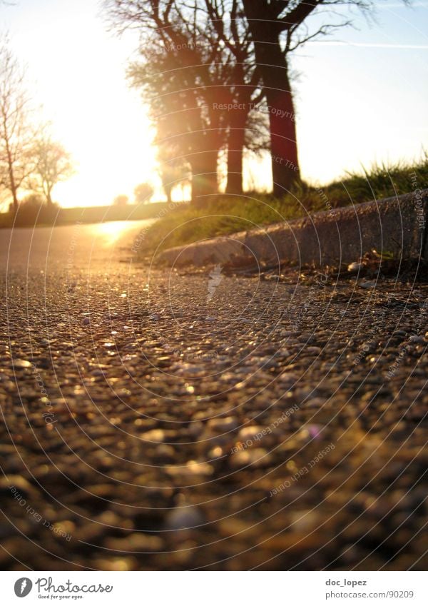 Verstrahlte 100 Frühling verstrahlt Baum Asphalt Bordsteinkante Gegenlicht ländlich Gras Wiese Landschaft Natur Silhouette Sonne Wärme Perspektive Ferne Himmel