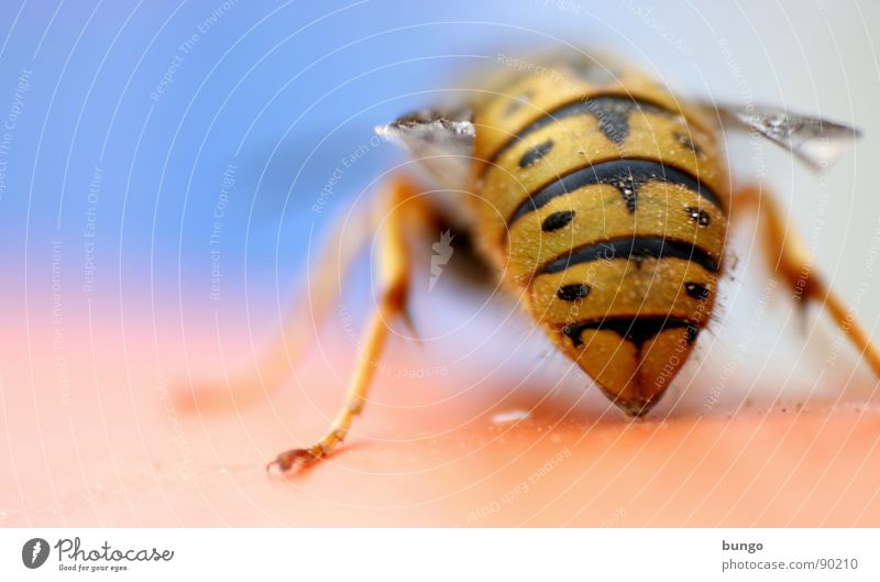 Ihr könnt mich alle ma... Wespen Hinterteil Insekt gefährlich Insektenstich Färbung stechen töten Gliederfüßer wespenkönigin Fuß Beine wespenstich fliegen