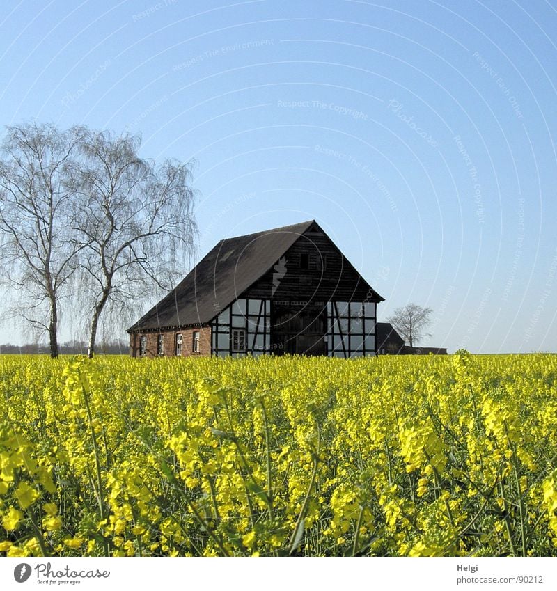 altes Fachwerkhaus mit Bäumen hinter einem blühenden Rapsfeld Haus Umwelt Natur Landschaft Pflanze Wolkenloser Himmel Frühling Baum Blume Blüte Nutzpflanze Feld