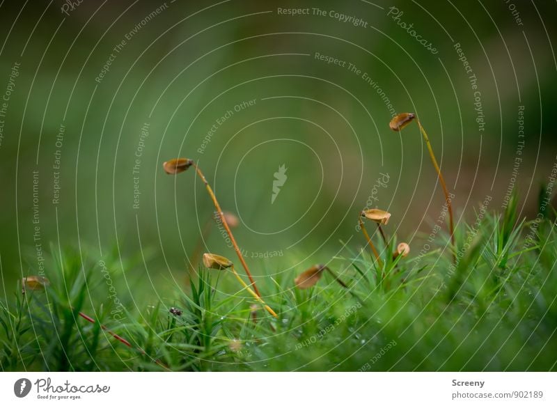 Golfschlägerentsorgung Natur Landschaft Pflanze Herbst Moos Wald klein braun grün Gelassenheit ruhig Farbfoto Außenaufnahme Makroaufnahme Menschenleer Tag