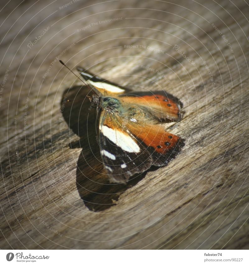 Beauty on Wood Schmetterling Holz Tier filigran Makroaufnahme Nahaufnahme Flügel