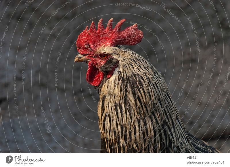 Stolze bunte Hähne Tier Vogel 1 Schreibwaren authentisch schön mehrfarbig Mut Kunst Leben Farbfoto Außenaufnahme Nahaufnahme Detailaufnahme Menschenleer Tag