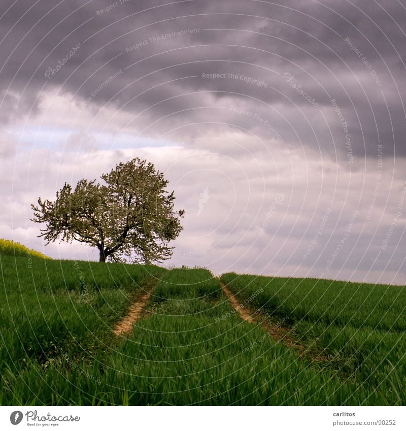 Wieder kein Beton ... Feld Aussaat aufgehen Landwirtschaft Spuren Traktorspur Baum Obstbaum Blüte Wolken dunkel Frühling Getreide Raps am Bildrand Himmel