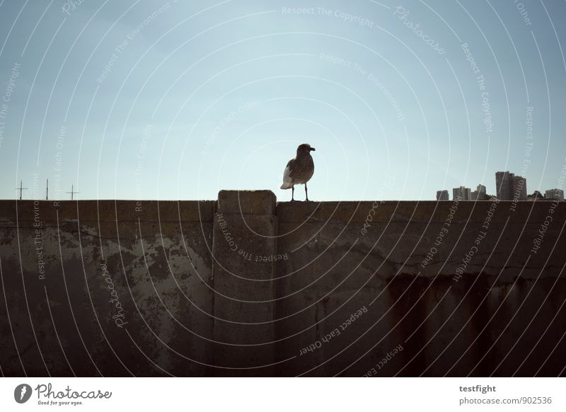 vogel Umwelt Himmel Wolkenloser Himmel Sonne Schönes Wetter Stadt Hafenstadt Skyline Haus Hochhaus Bauwerk Gebäude Architektur Mauer Wand Tier Wildtier Vogel