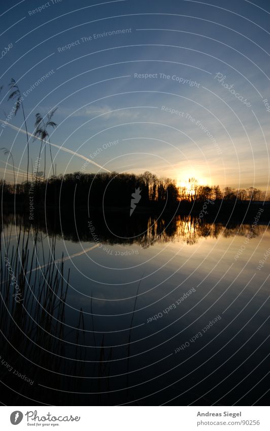 Sonne geht baden Wolken Sonnenuntergang See Wald Baumreihe Stimmung Romantik schön kalt Kondensstreifen dunkel Reflexion & Spiegelung Schilfrohr schwarz