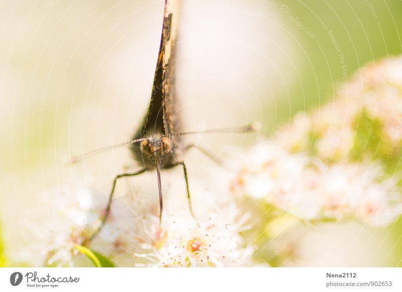 Face to face Umwelt Natur Pflanze Tier Luft Frühling Sommer Schönes Wetter Sträucher Blüte Wildpflanze Garten Park Wiese Feld Schmetterling Tiergesicht 1 Essen