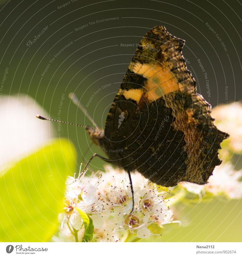 Abschied Umwelt Natur Pflanze Tier Luft Sommer Herbst Schönes Wetter Blatt Blüte Wildpflanze Garten Park Wiese Wald Schmetterling 1 Duft fliegen sitzen