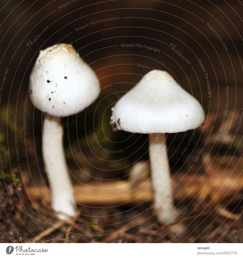 Pilze Makroaufnahme Erde Sporen Natur herbstlich Pilzhut Menschengruppe Anhäufung Frucht Wohnsiedlung cap Lamelle Pflanze Herbst toadstool Symbiose Boden