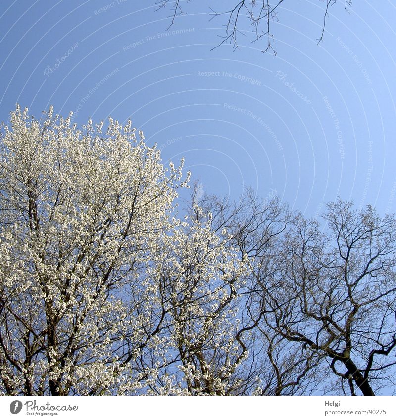 Frühblüher... Farbfoto Gedeckte Farben Außenaufnahme Menschenleer Textfreiraum oben Tag Sonnenlicht Natur Landschaft Pflanze Himmel Frühling Wetter