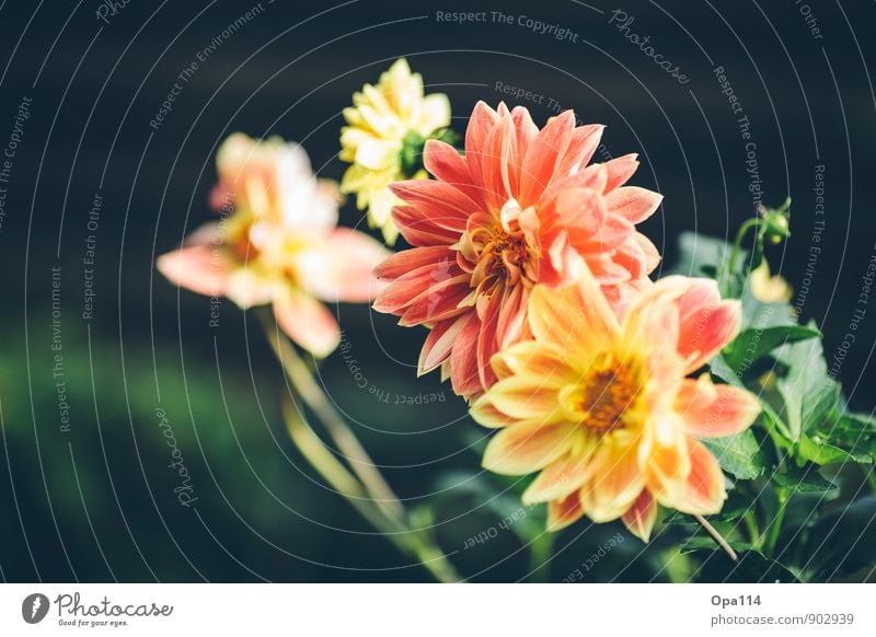 Flower Power Umwelt Natur Pflanze Tier Sommer Herbst Schönes Wetter Blatt Blüte Grünpflanze Nutzpflanze Garten Park Blühend Wachstum gelb gold grün orange