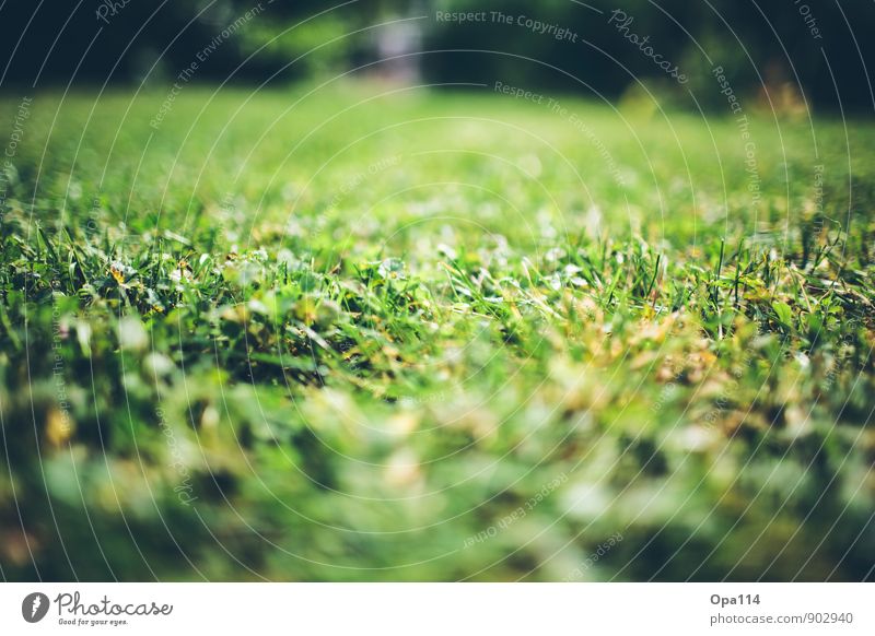 Frisches Grün Umwelt Natur Pflanze Tier Sommer Herbst Wetter Schönes Wetter Gras Sträucher Moos Grünpflanze Nutzpflanze Garten Park Wiese Wachstum weich gelb